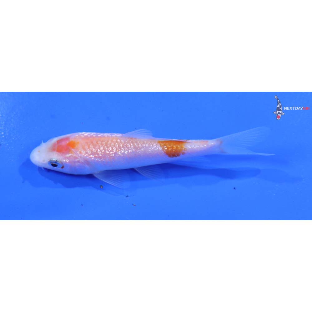 3” Imported Gin Rin Kohaku