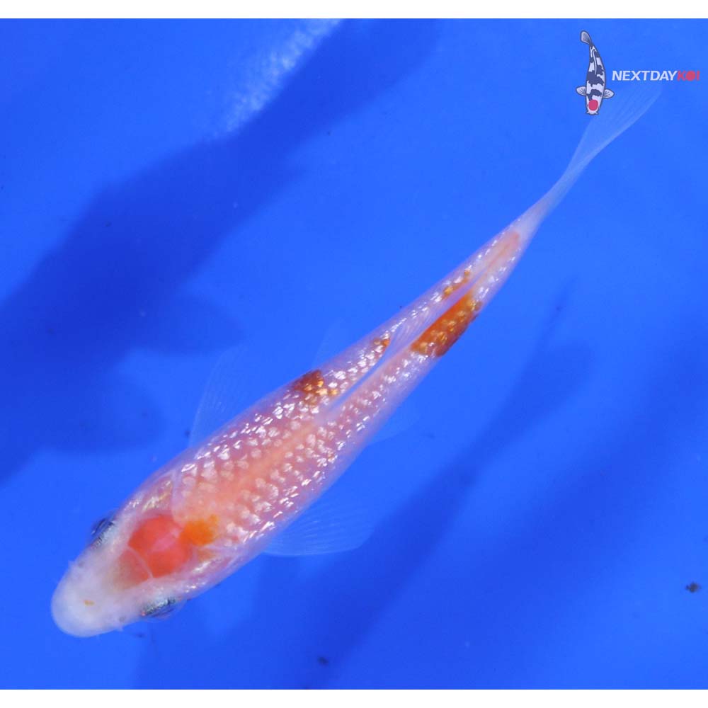 3” Imported Gin Rin Kohaku