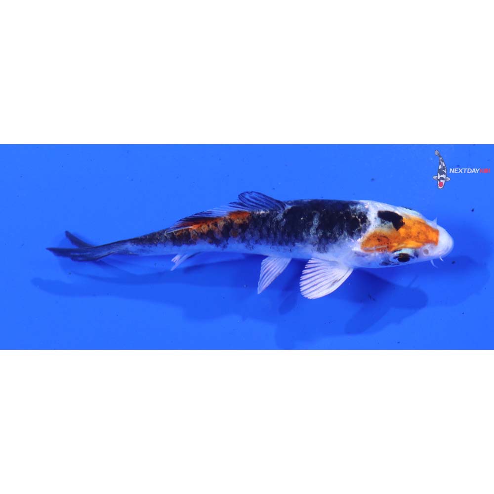 3” Imported Yamato Nishiki