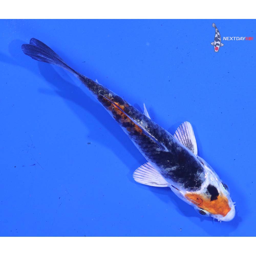 3” Imported Yamato Nishiki