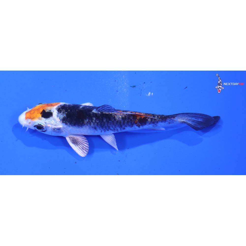 3” Imported Yamato Nishiki