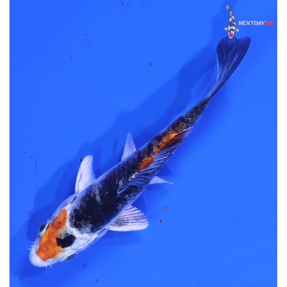 3” Imported Yamato Nishiki