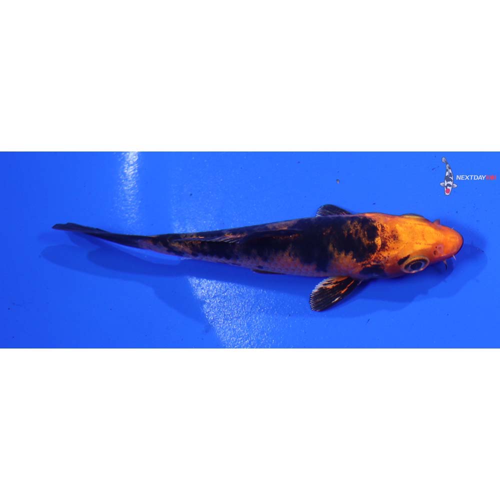 3.5” Imported Kin Aka Bekko