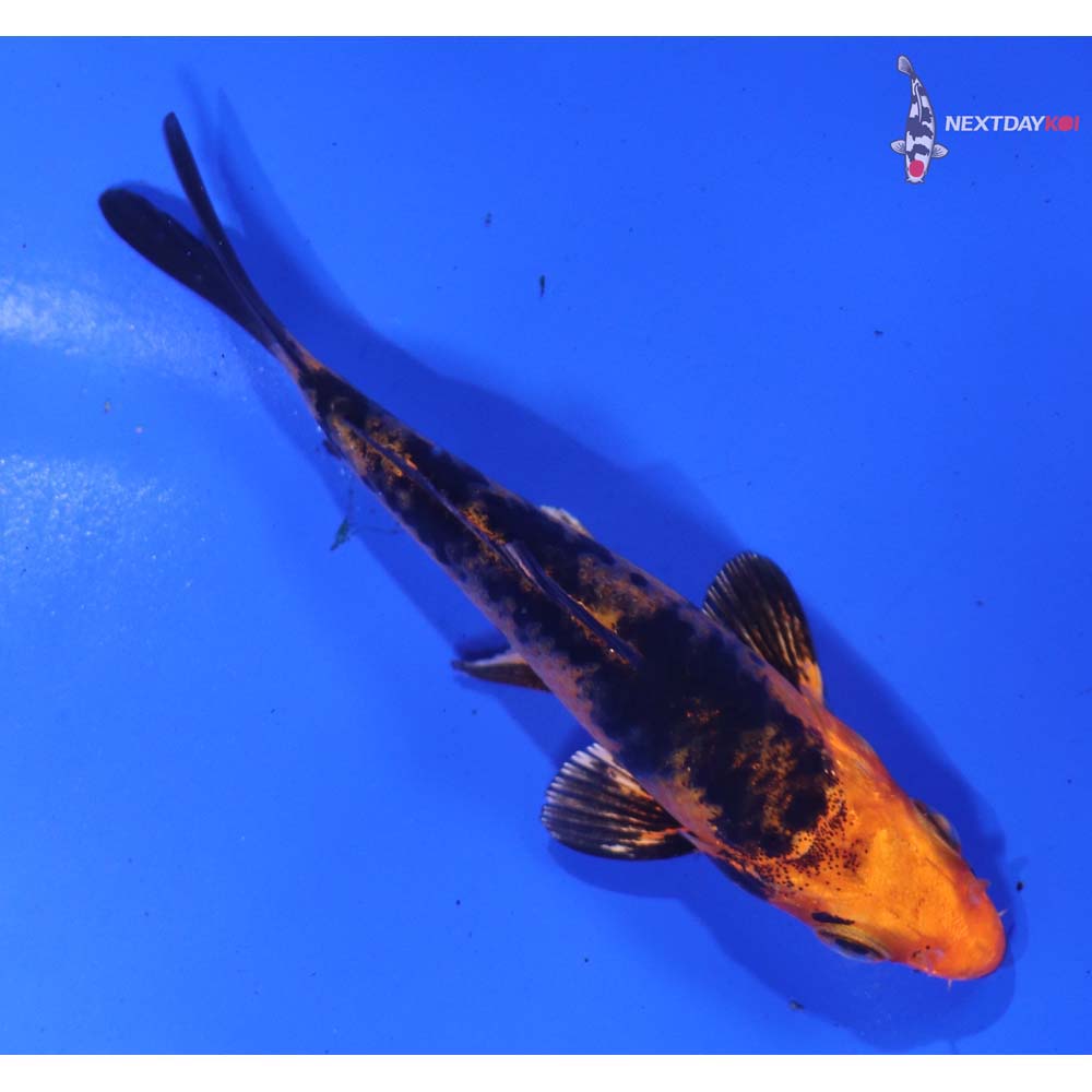 3.5” Imported Kin Aka Bekko