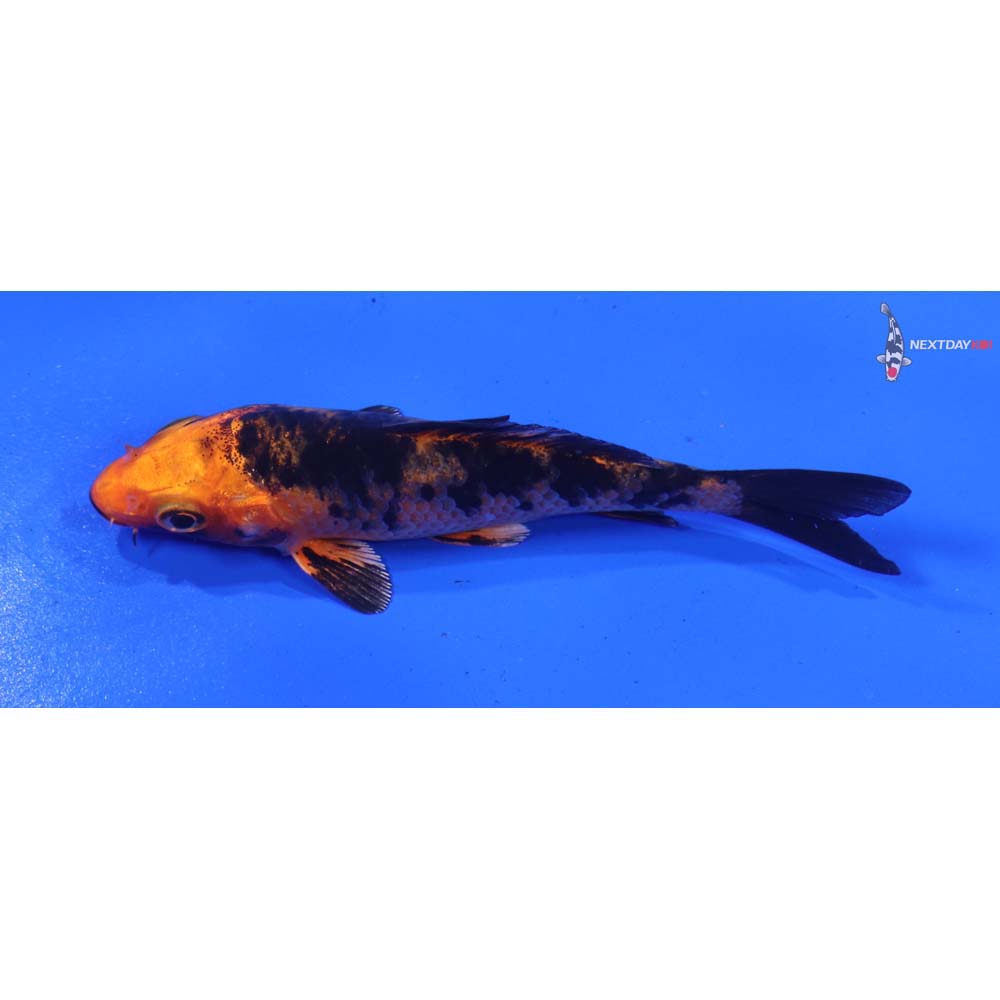 3.5” Imported Kin Aka Bekko