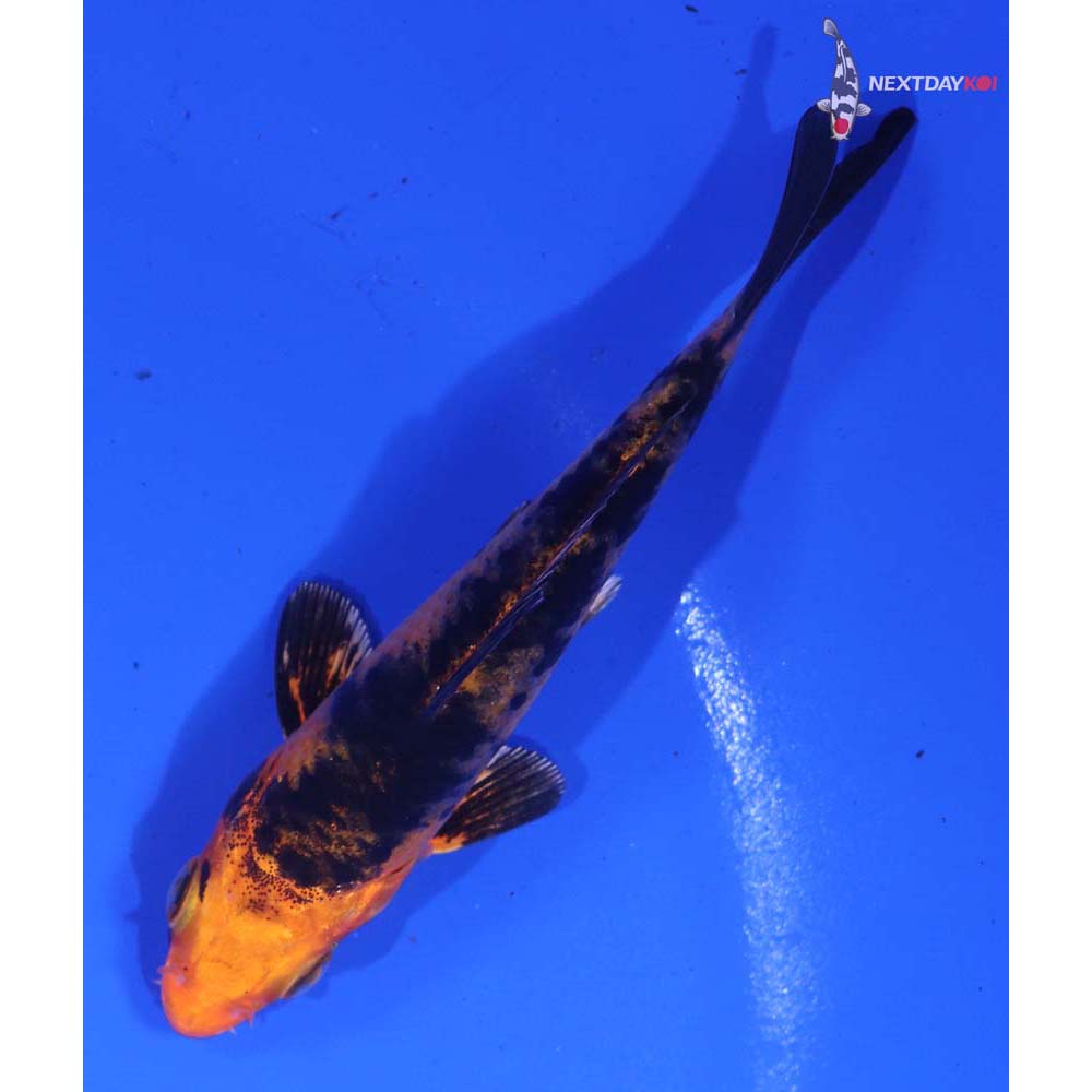 3.5” Imported Kin Aka Bekko