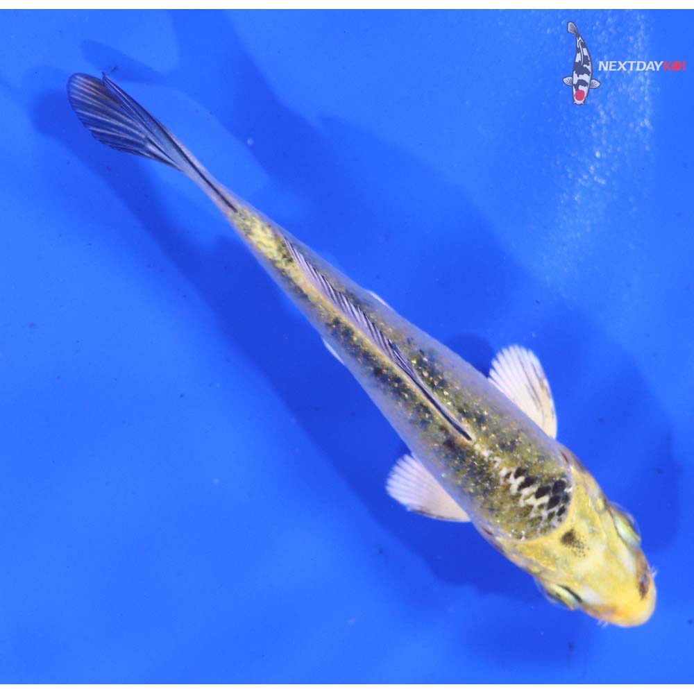 3.5” Imported Gin Rin Kin Ki Bekko