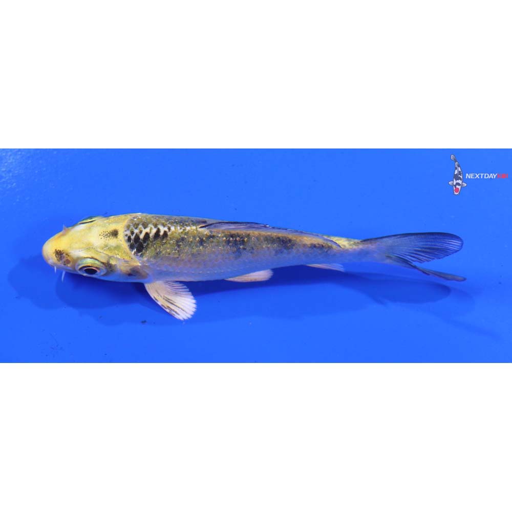 3.5” Imported Gin Rin Kin Ki Bekko