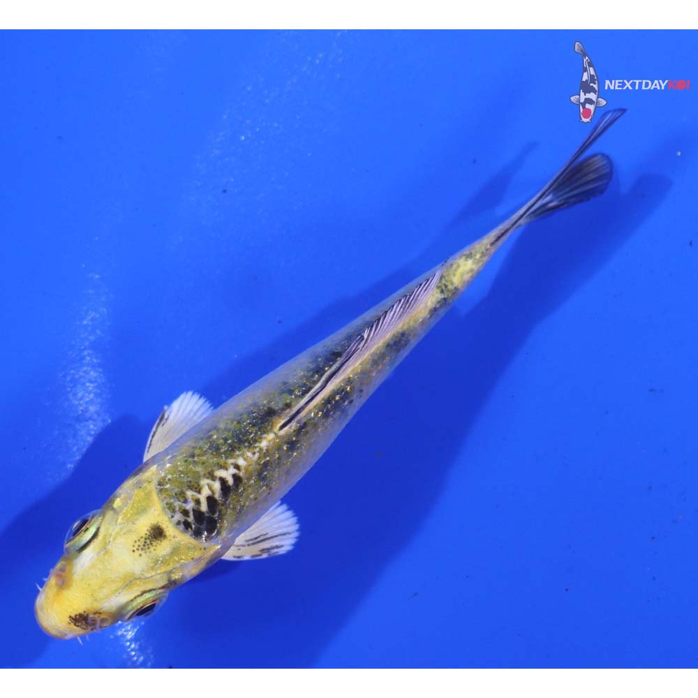 3.5” Imported Gin Rin Kin Ki Bekko