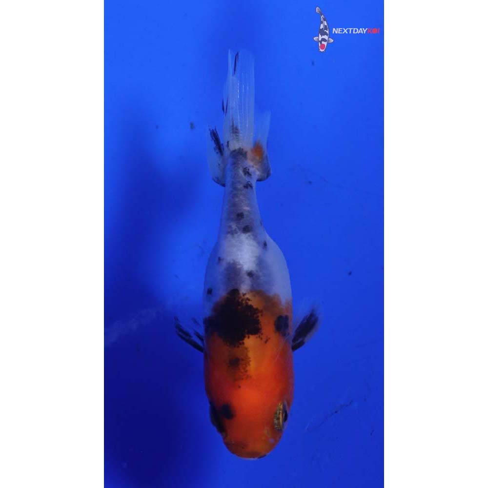 2” Imported Calico Ranchu