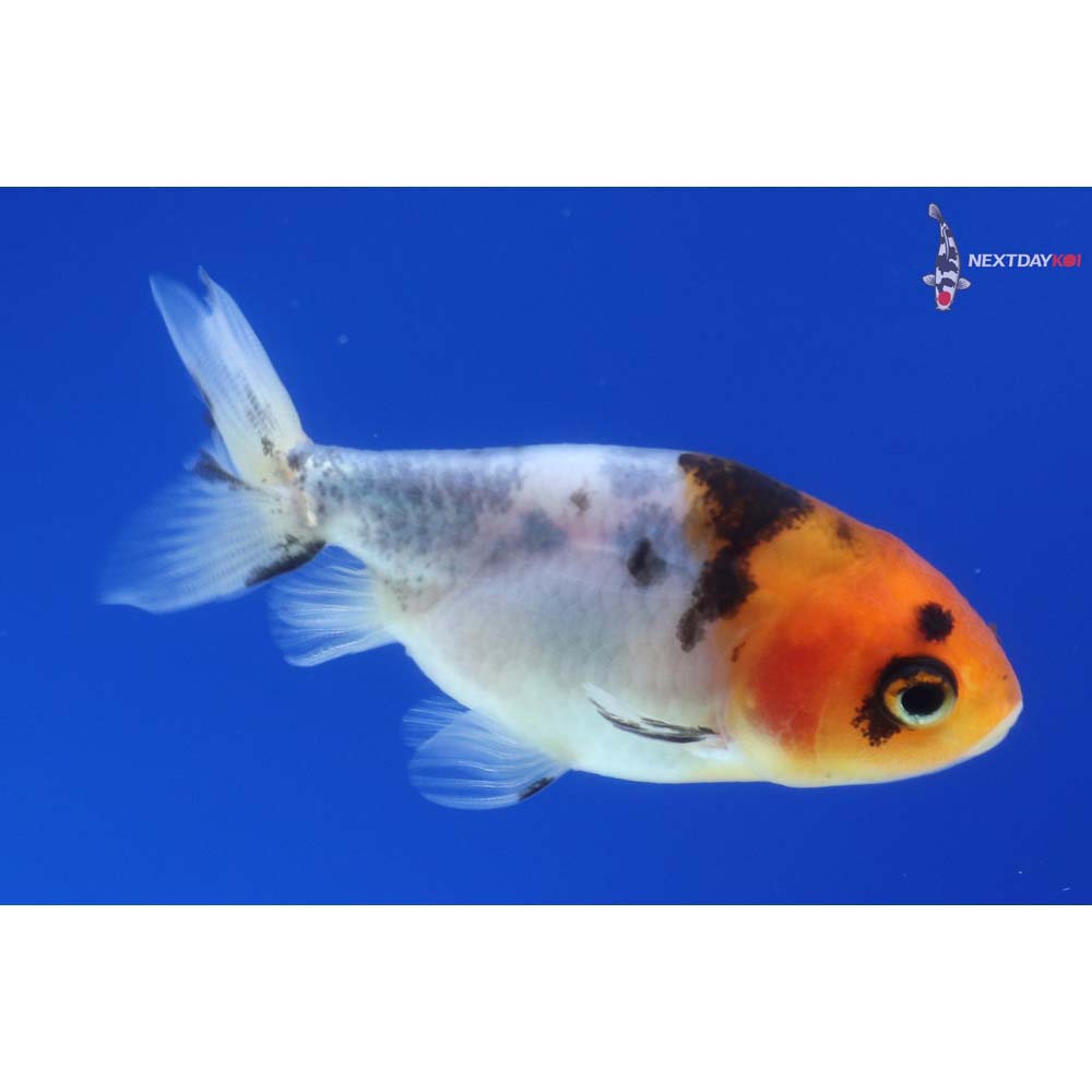 2” Imported Calico Ranchu