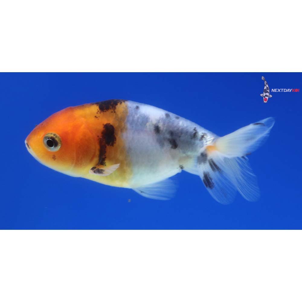 2” Imported Calico Ranchu