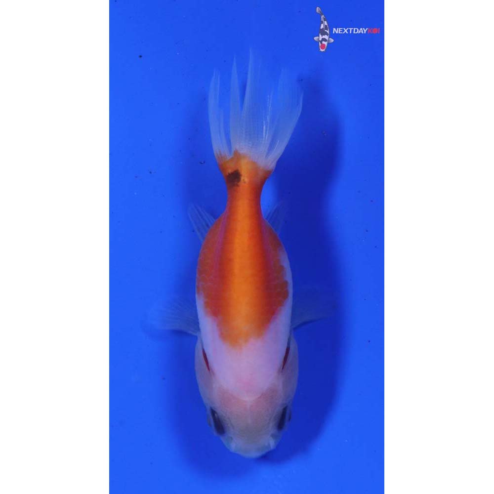 2” Imported Calico Ranchu