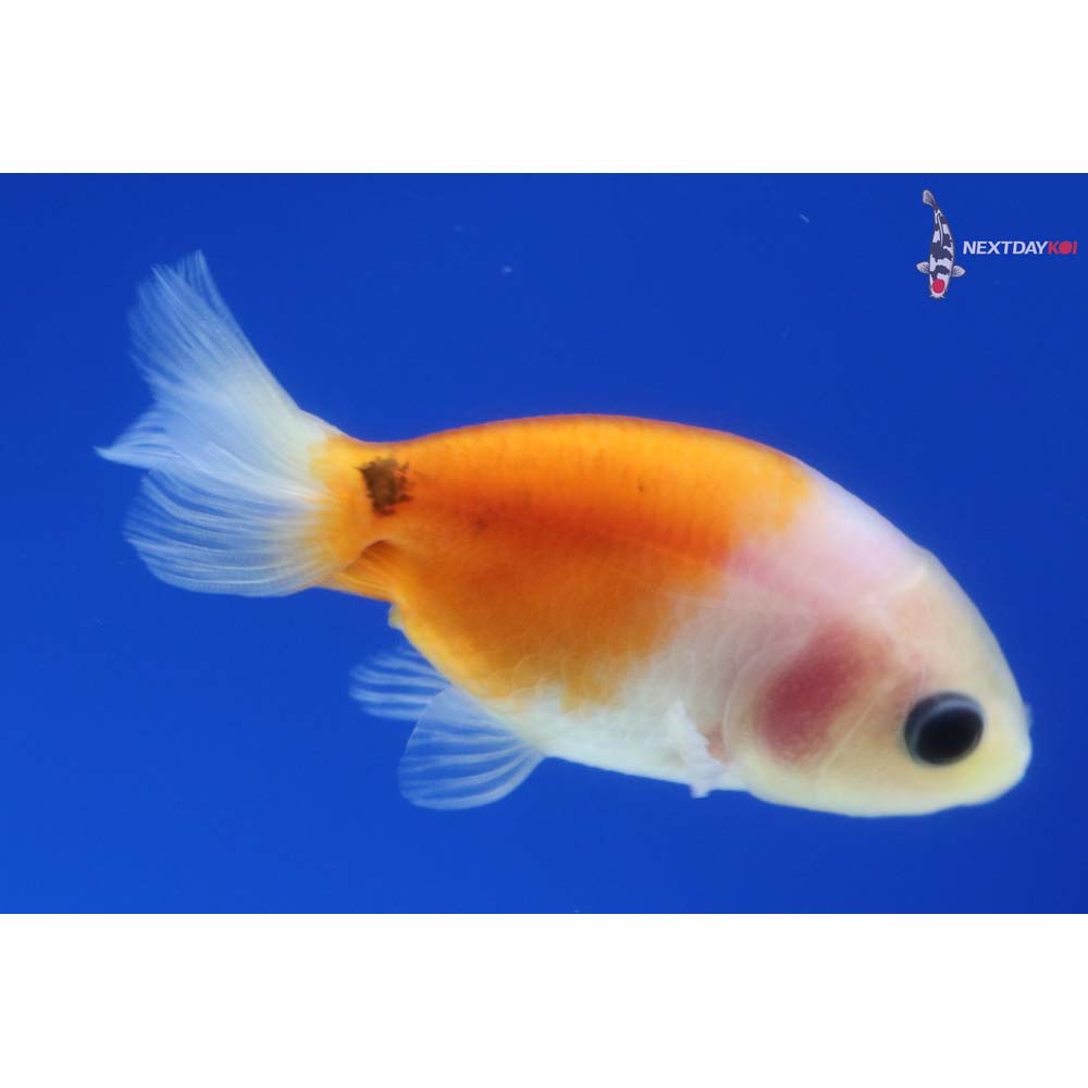 2” Imported Calico Ranchu