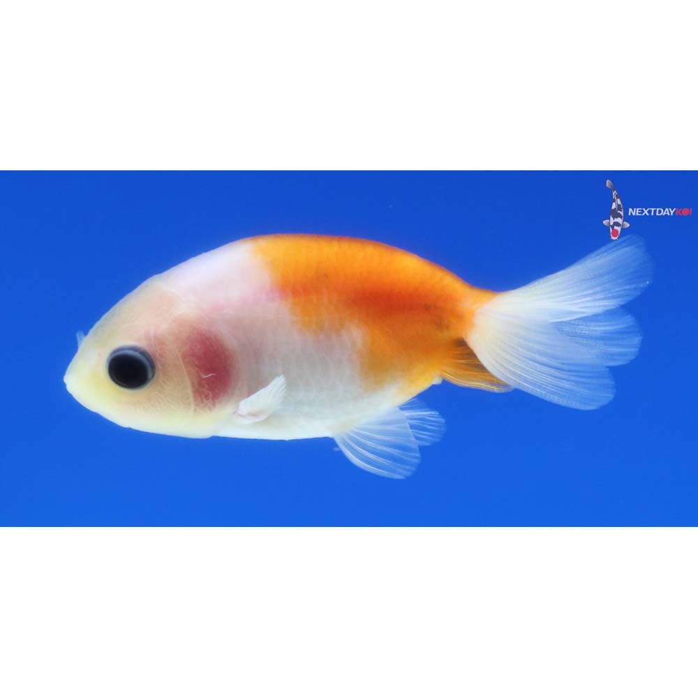 2” Imported Calico Ranchu