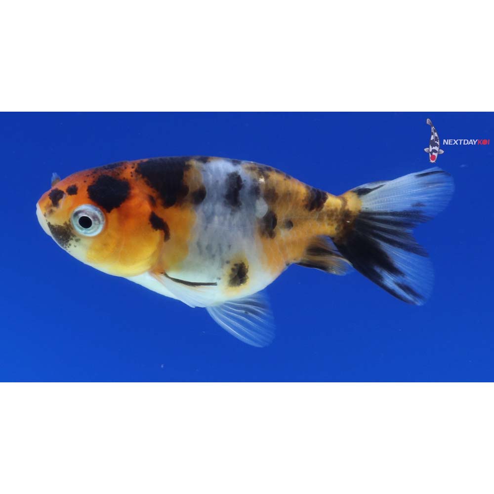 2” Imported Calico Ranchu