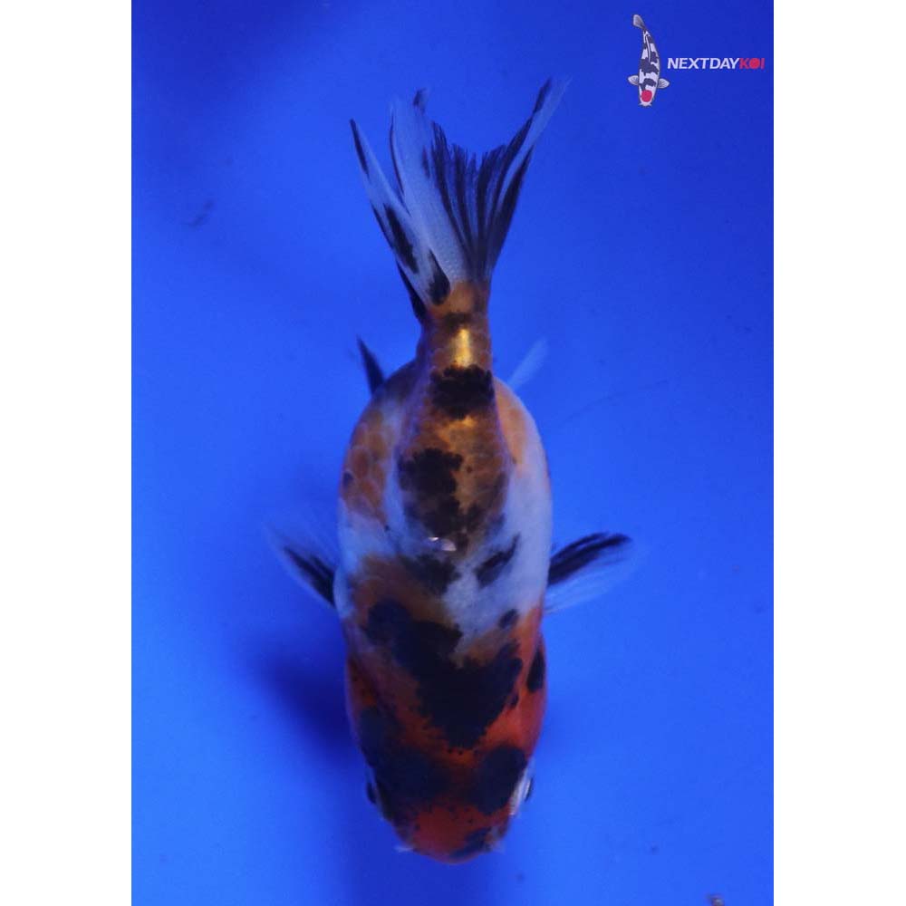 2” Imported Calico Ranchu