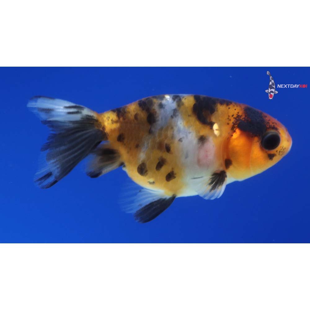 2” Imported Calico Ranchu
