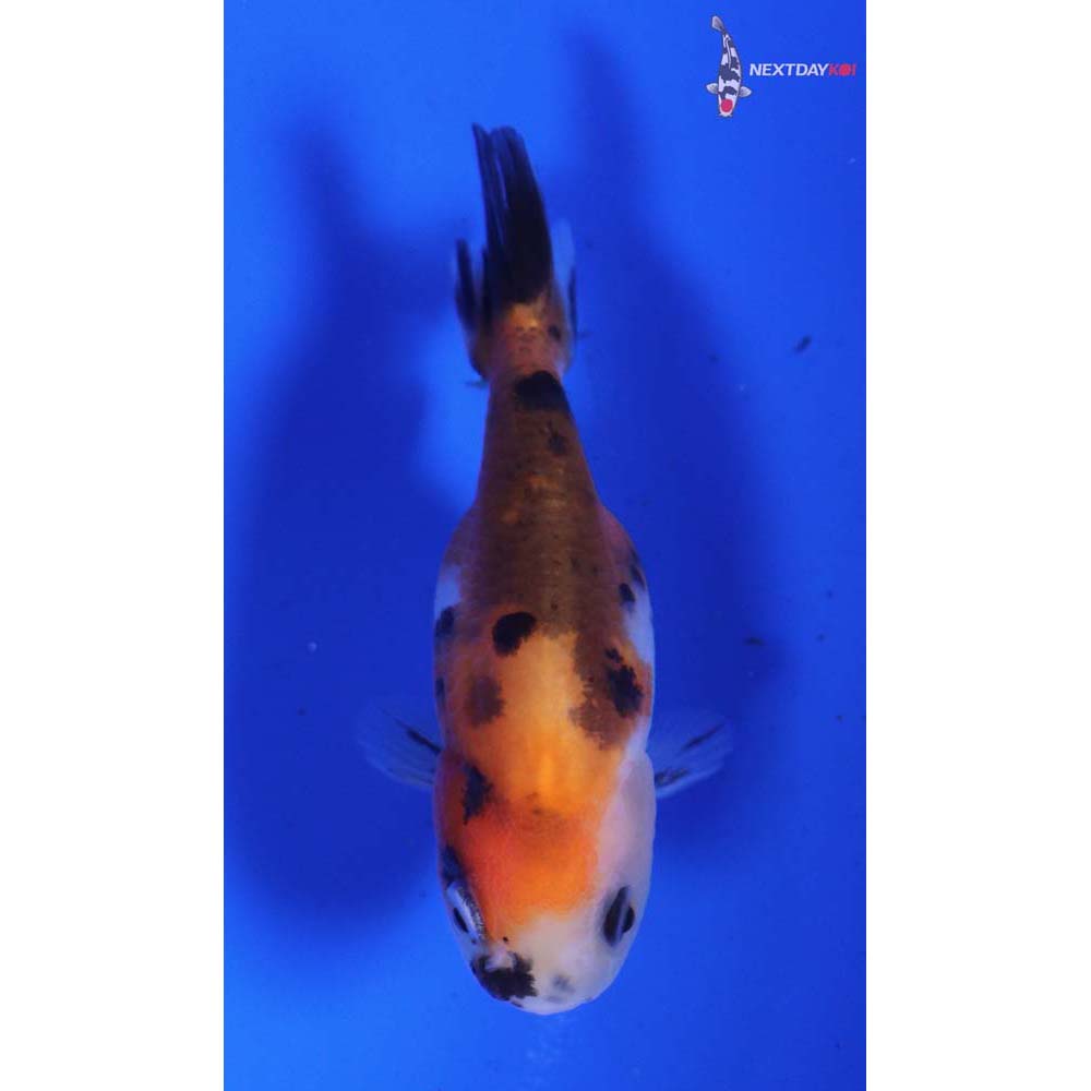 2.5” Imported Calico Ranchu
