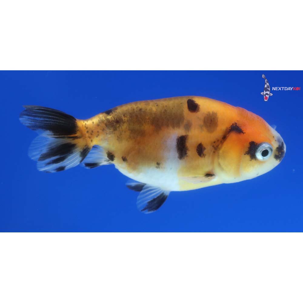 2.5” Imported Calico Ranchu