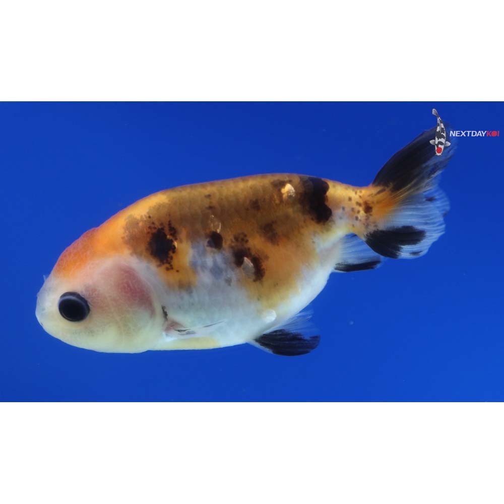 2.5” Imported Calico Ranchu