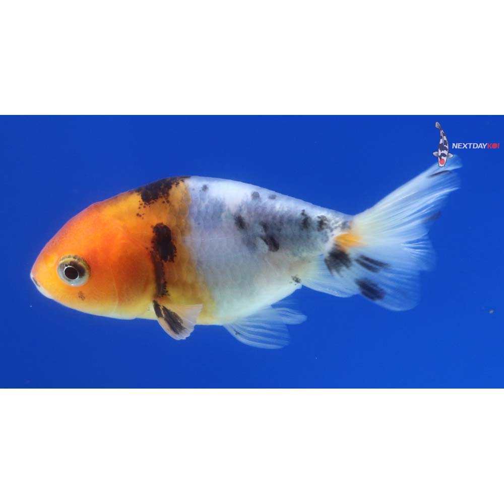 2” Imported Calico Ranchu