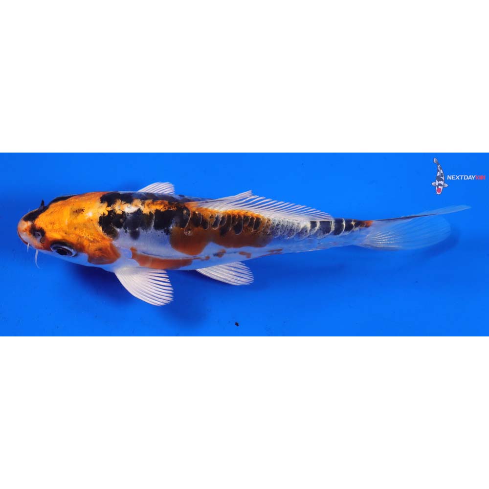 5” Imported Doitsu Kujaku