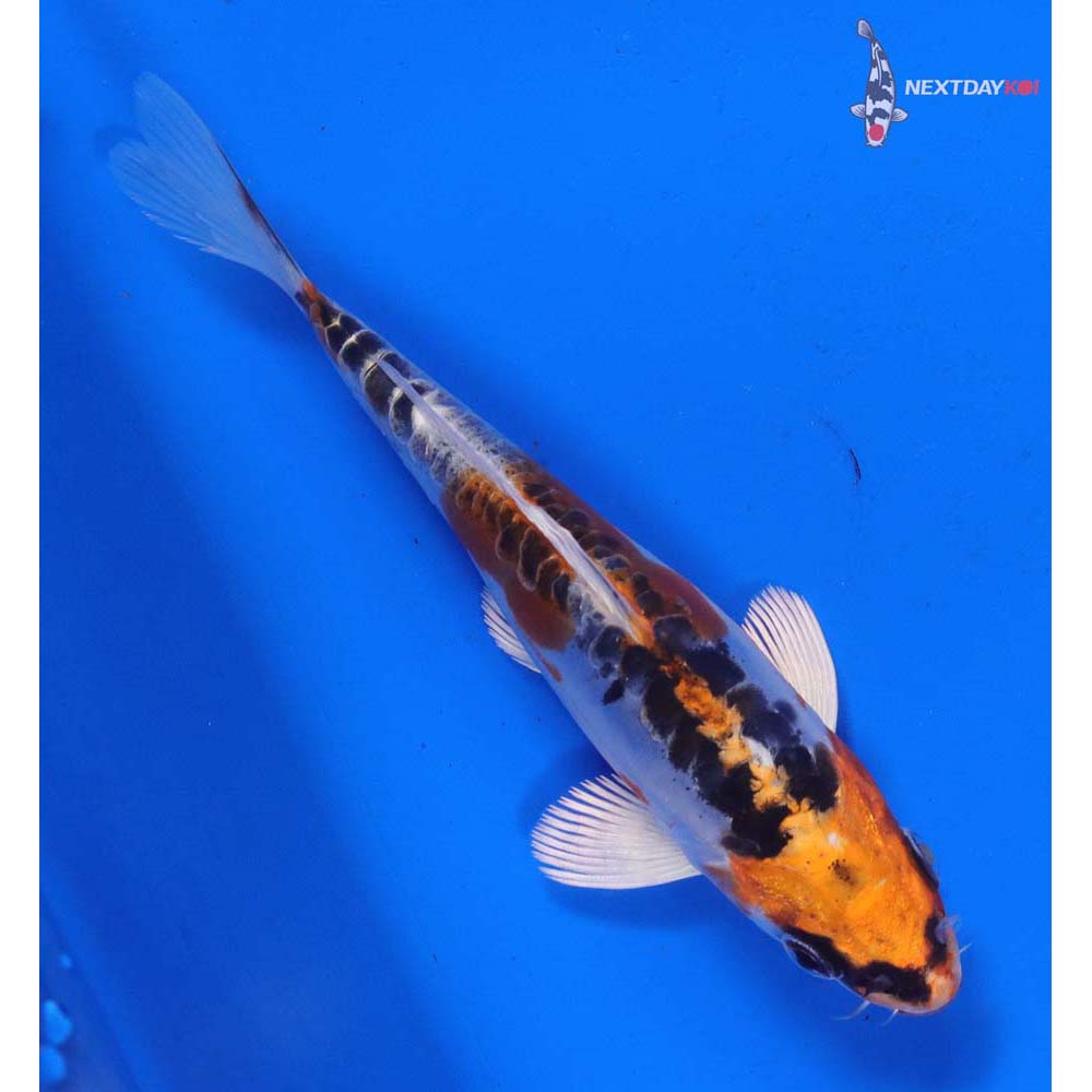 5” Imported Doitsu Kujaku