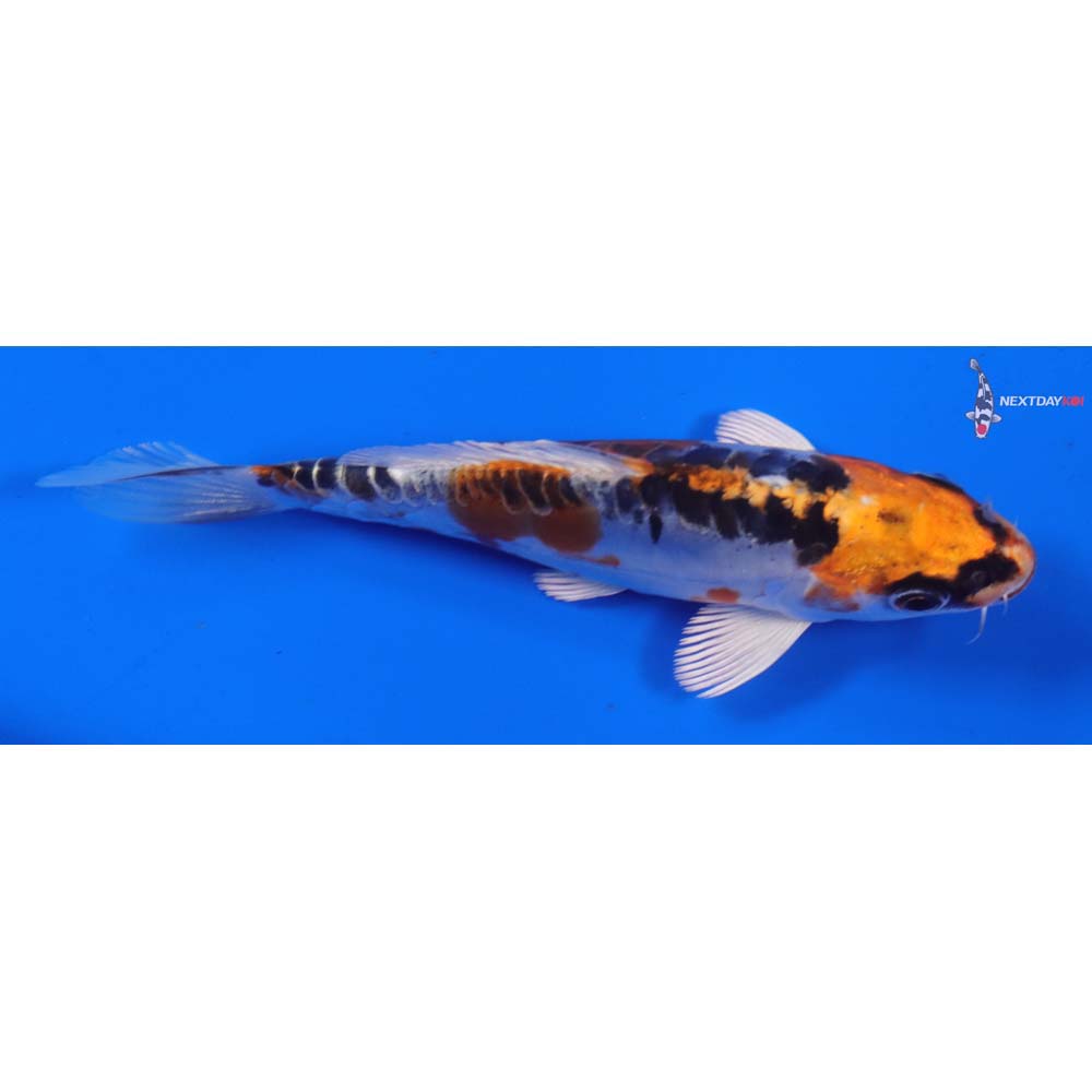 5” Imported Doitsu Kujaku