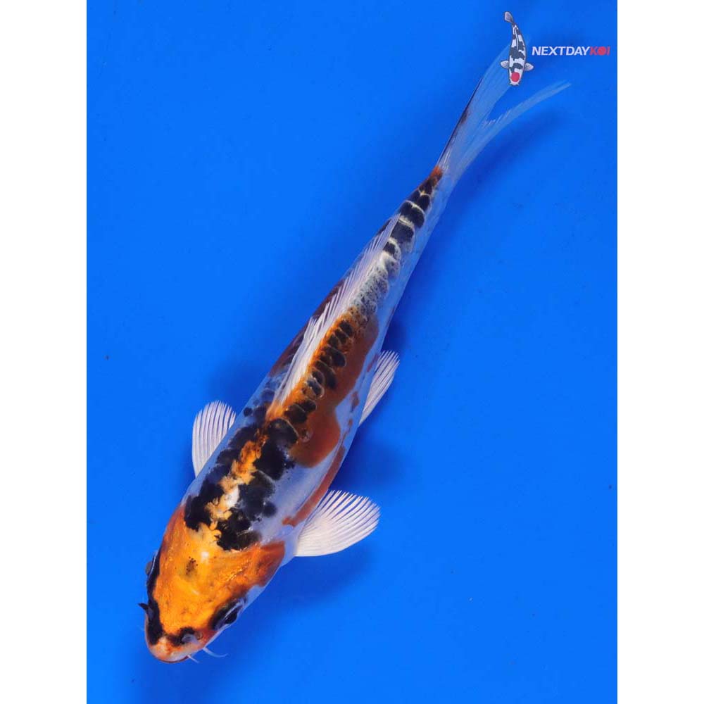 5” Imported Doitsu Kujaku