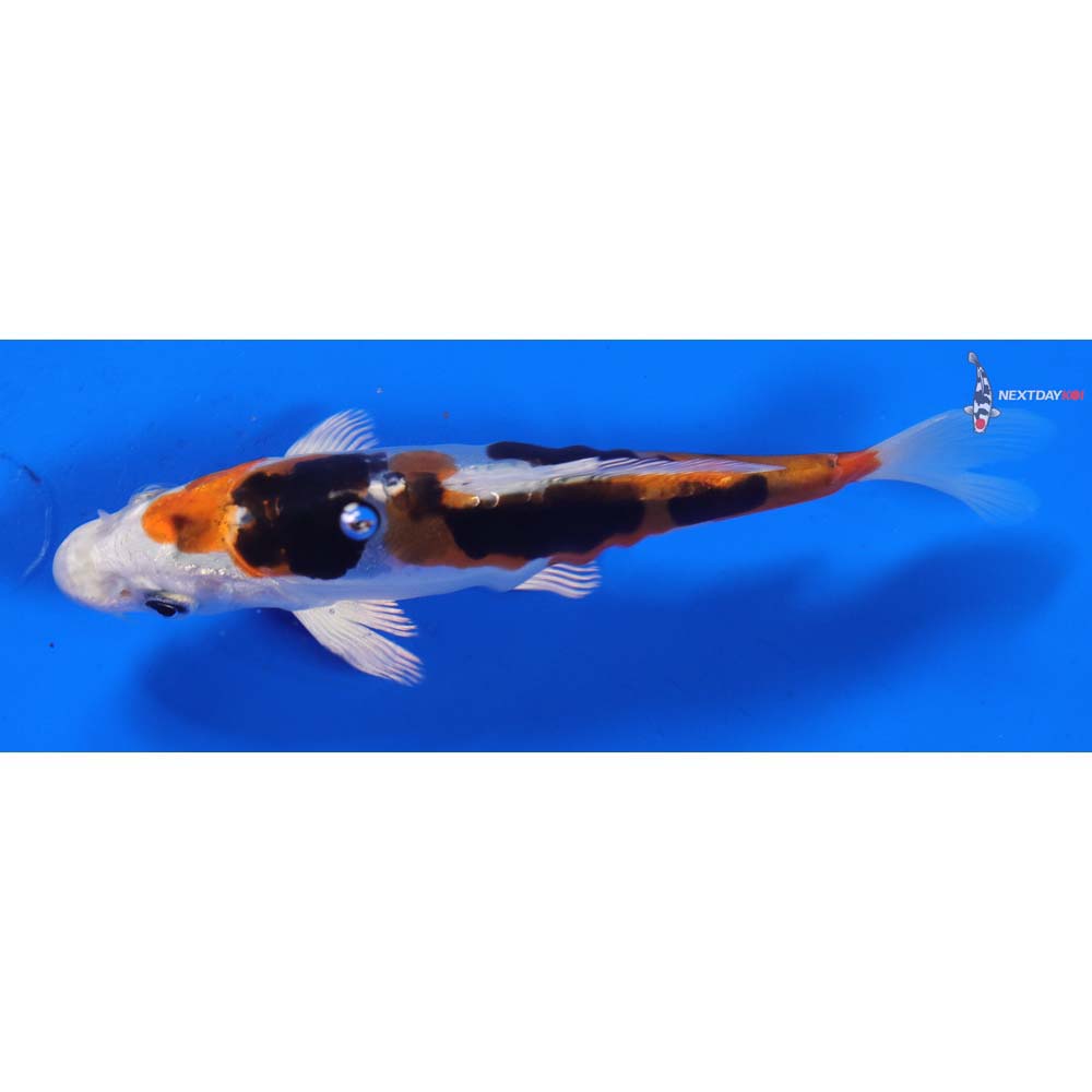 5” Imported Heisei Nishiki