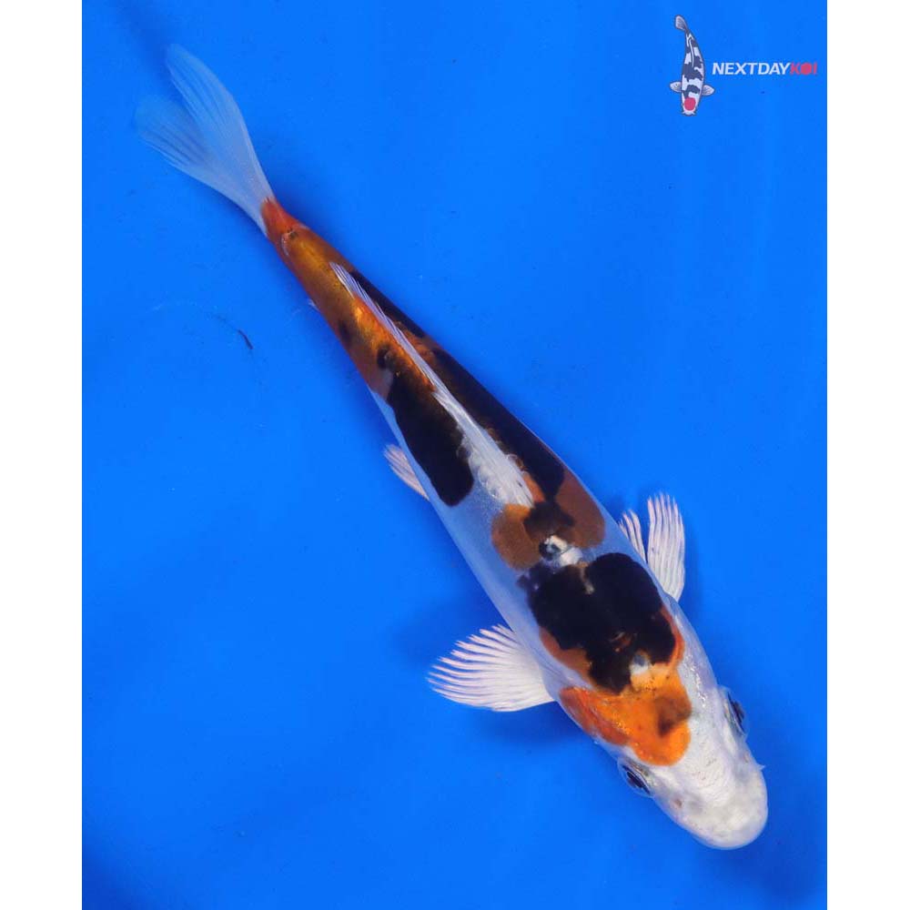 5” Imported Heisei Nishiki