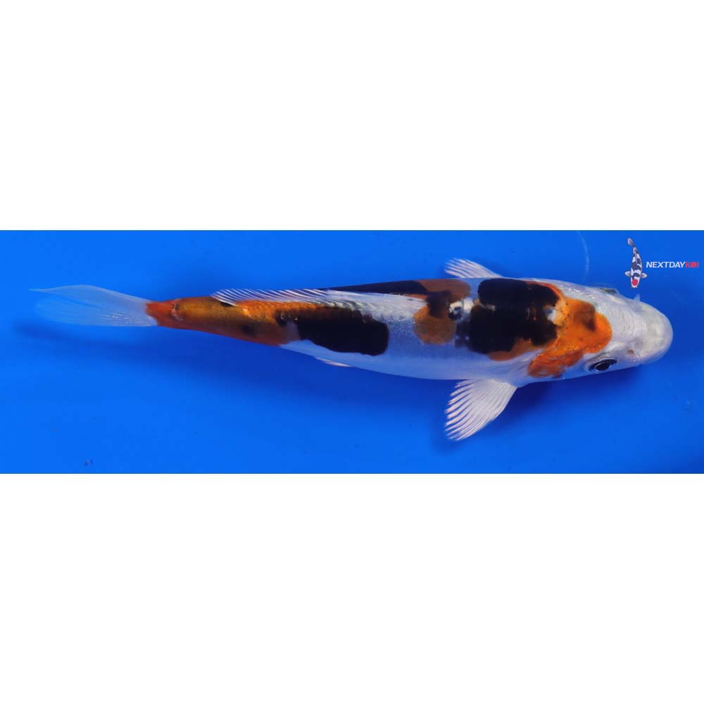 5” Imported Heisei Nishiki