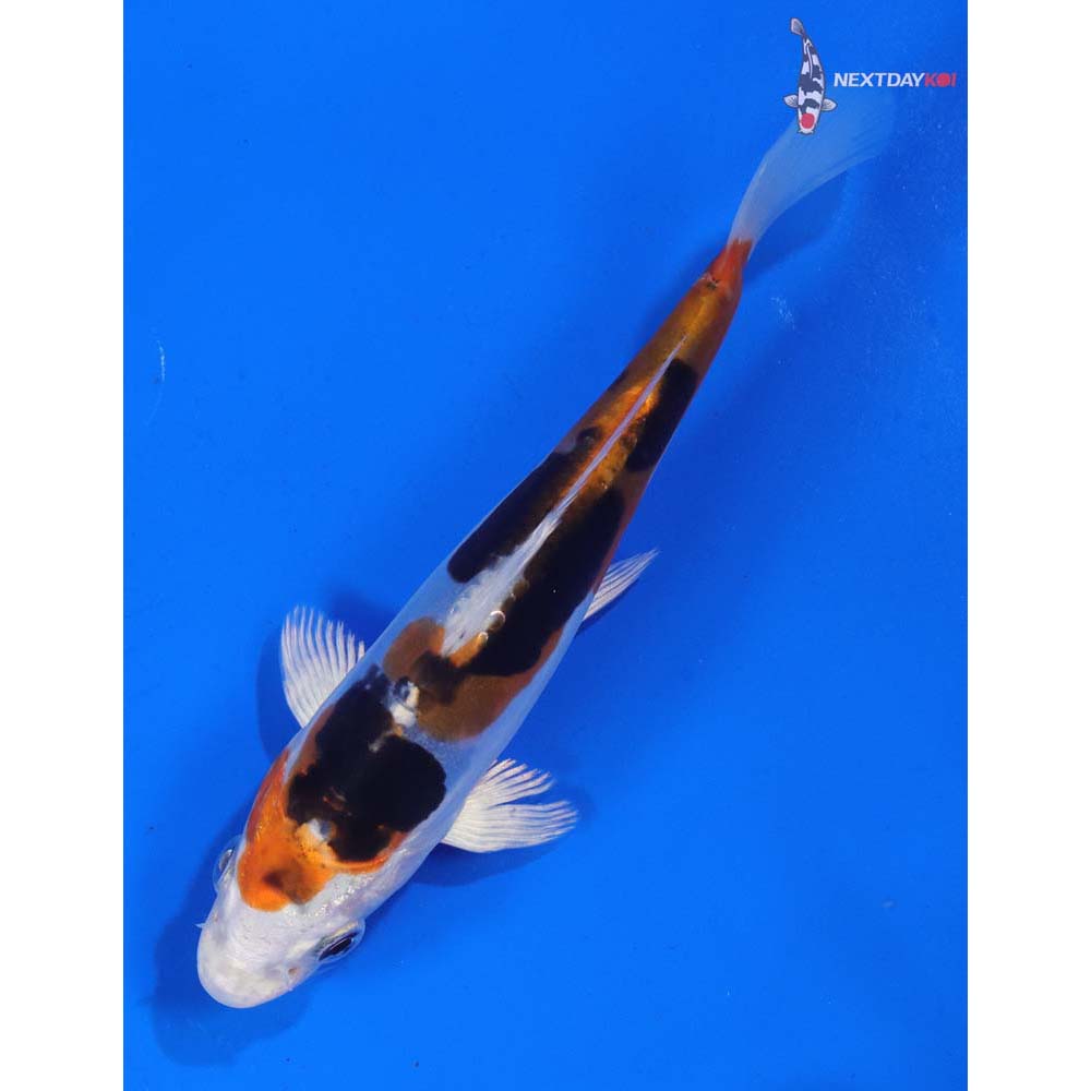 5” Imported Heisei Nishiki