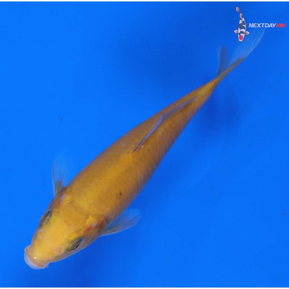 5” Imported Chagoi