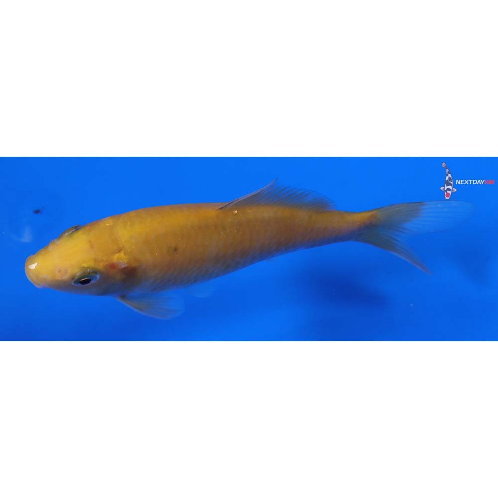 5” Imported Chagoi