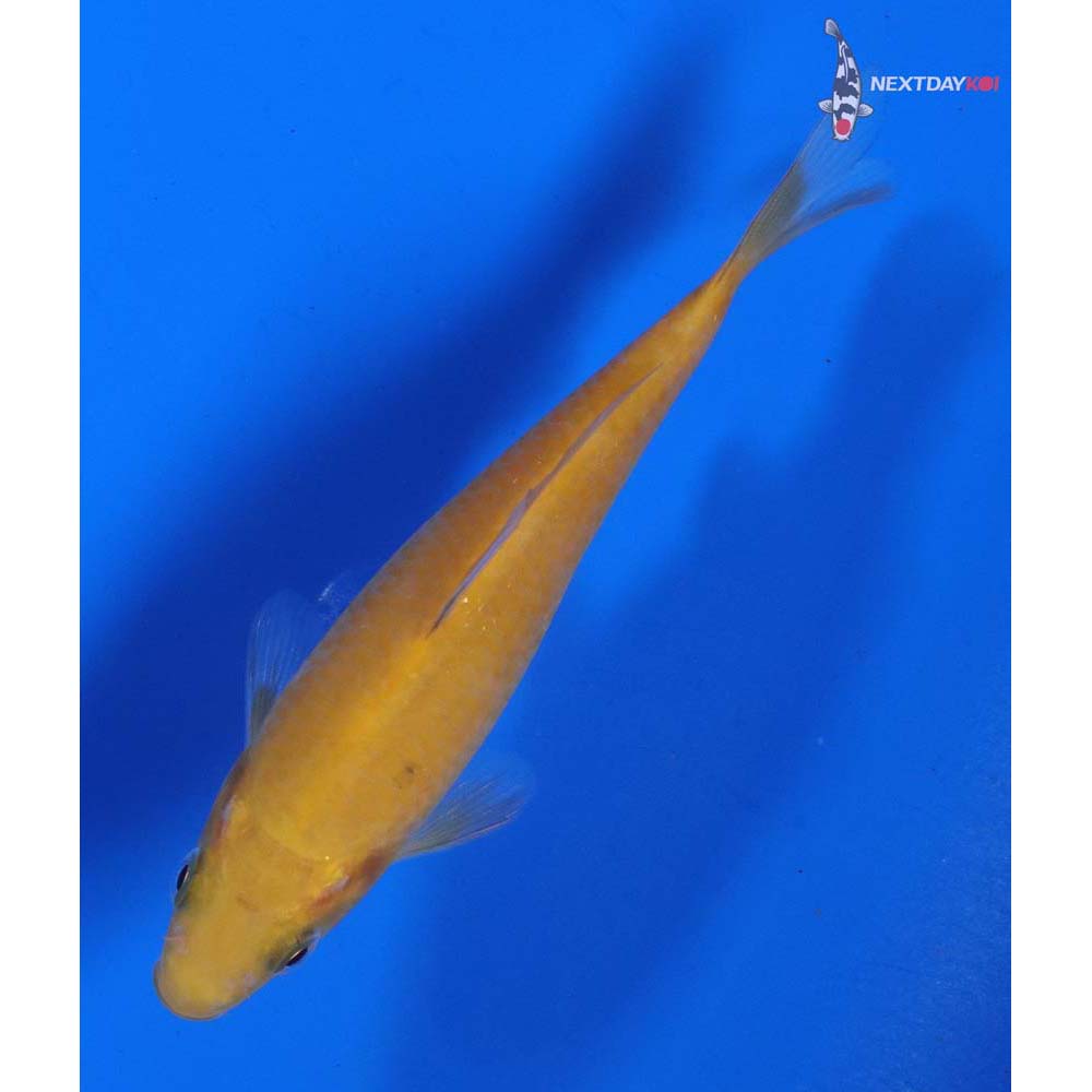 5” Imported Chagoi