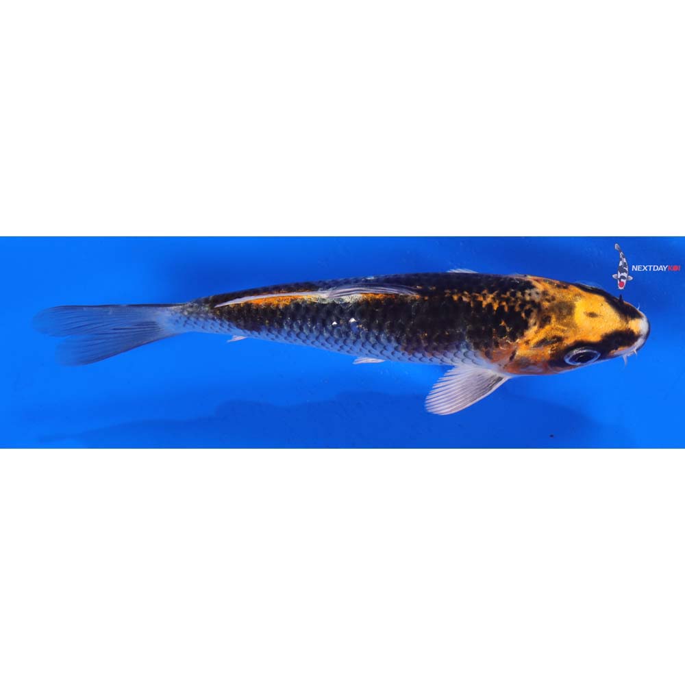 5.5” Imported Kujaku