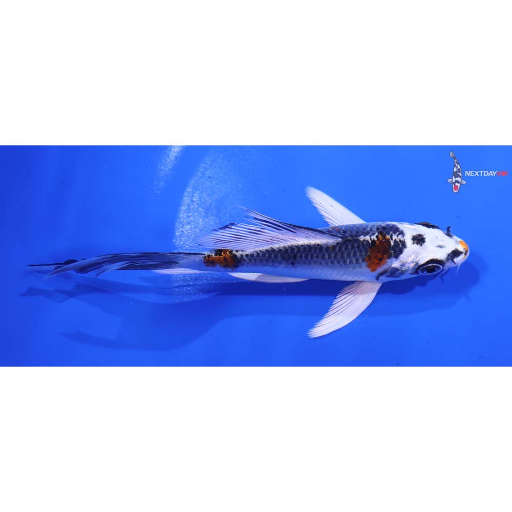 5” Imported Kujaku Butterfly Koi