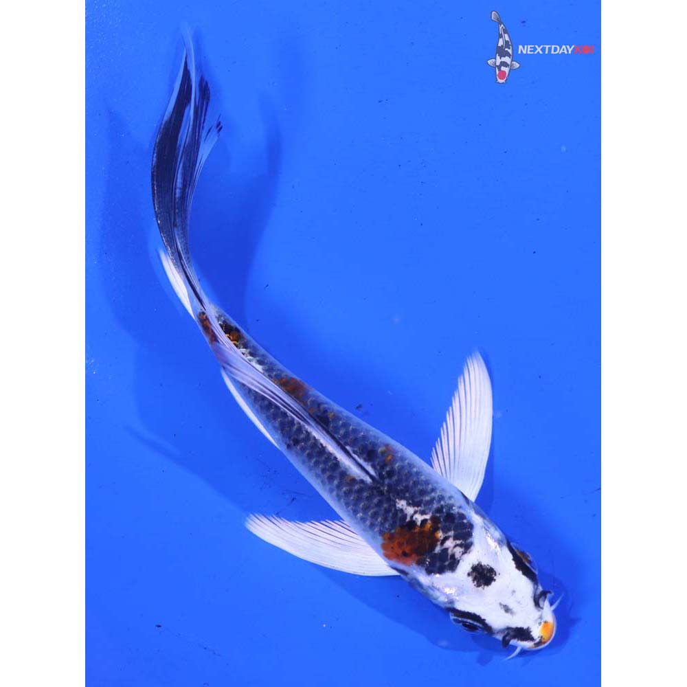 5” Imported Kujaku Butterfly Koi