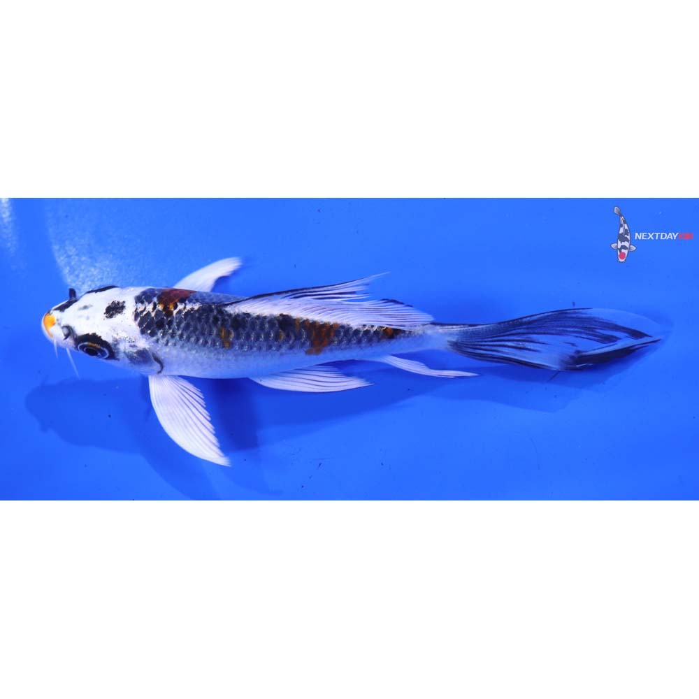 5” Imported Kujaku Butterfly Koi