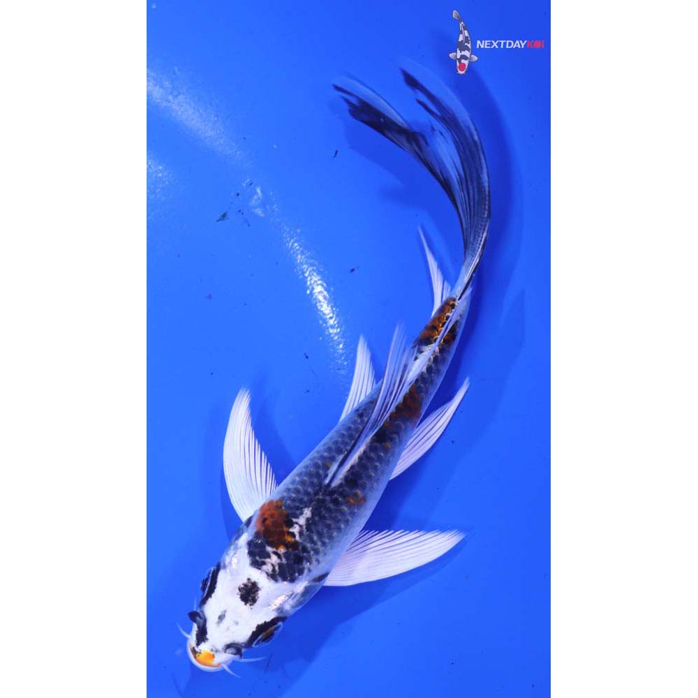 5” Imported Kujaku Butterfly Koi