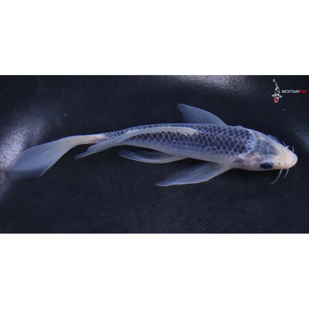 5.5” Imported Asagi Butterfly Koi