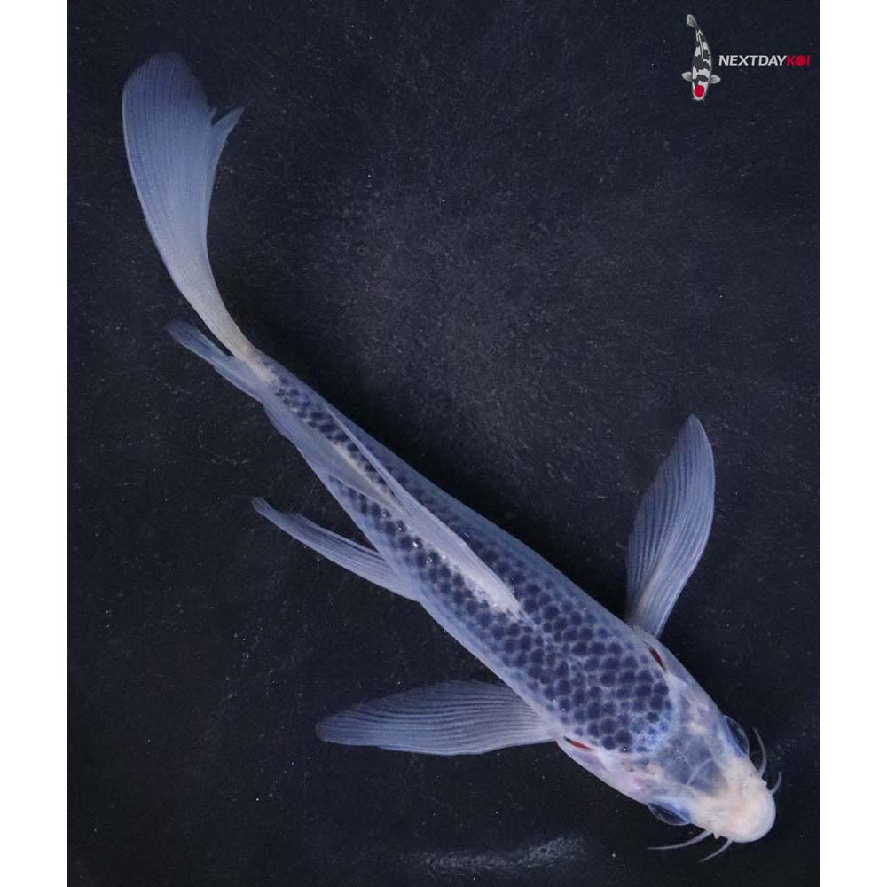 5.5” Imported Asagi Butterfly Koi