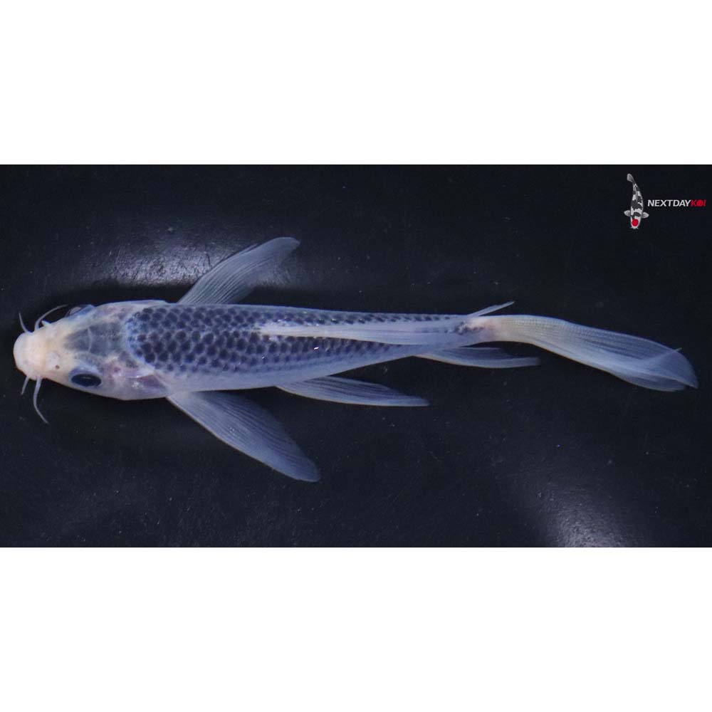 5.5” Imported Asagi Butterfly Koi