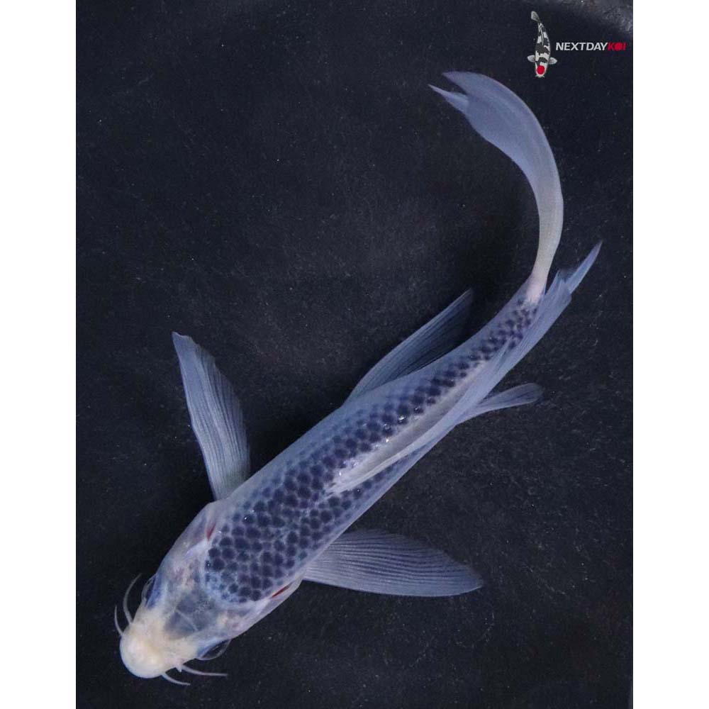 5.5” Imported Asagi Butterfly Koi