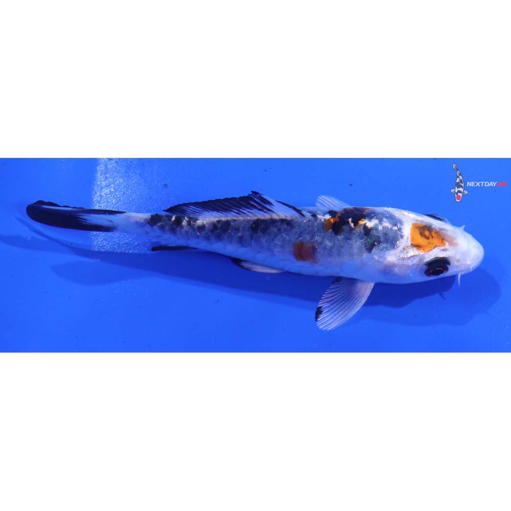 4” Imported Armor Scaled Yamato Nishiki