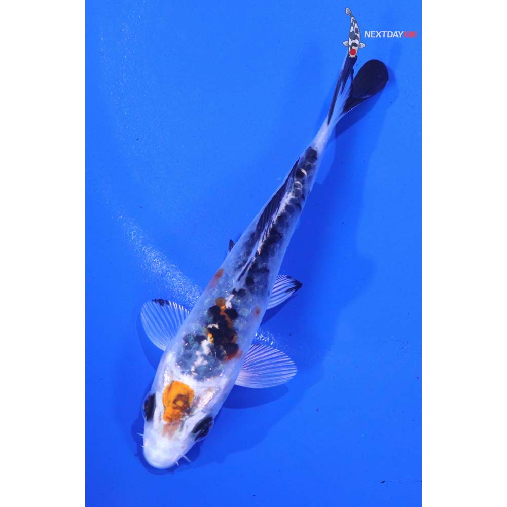 4” Imported Armor Scaled Yamato Nishiki