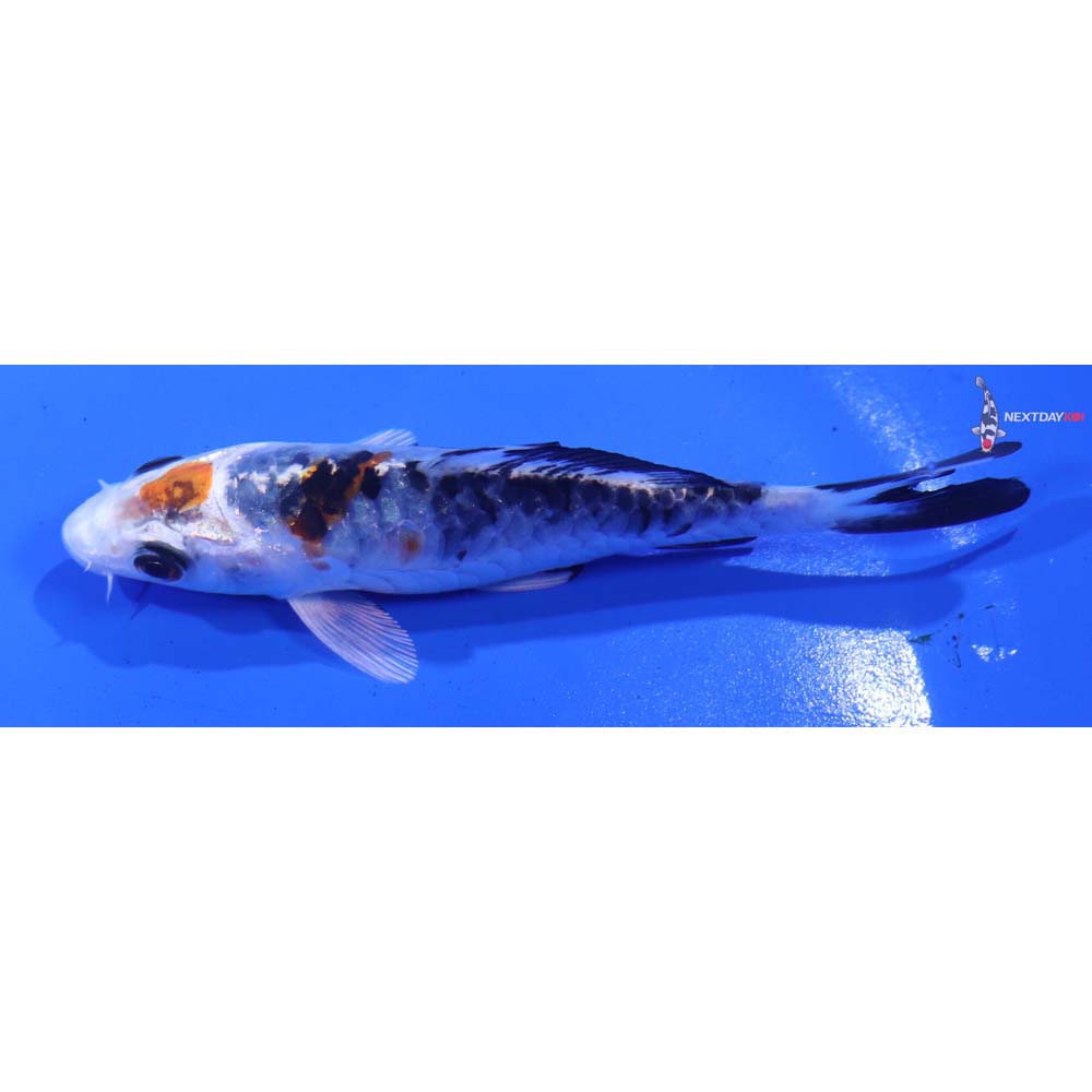 4” Imported Armor Scaled Yamato Nishiki