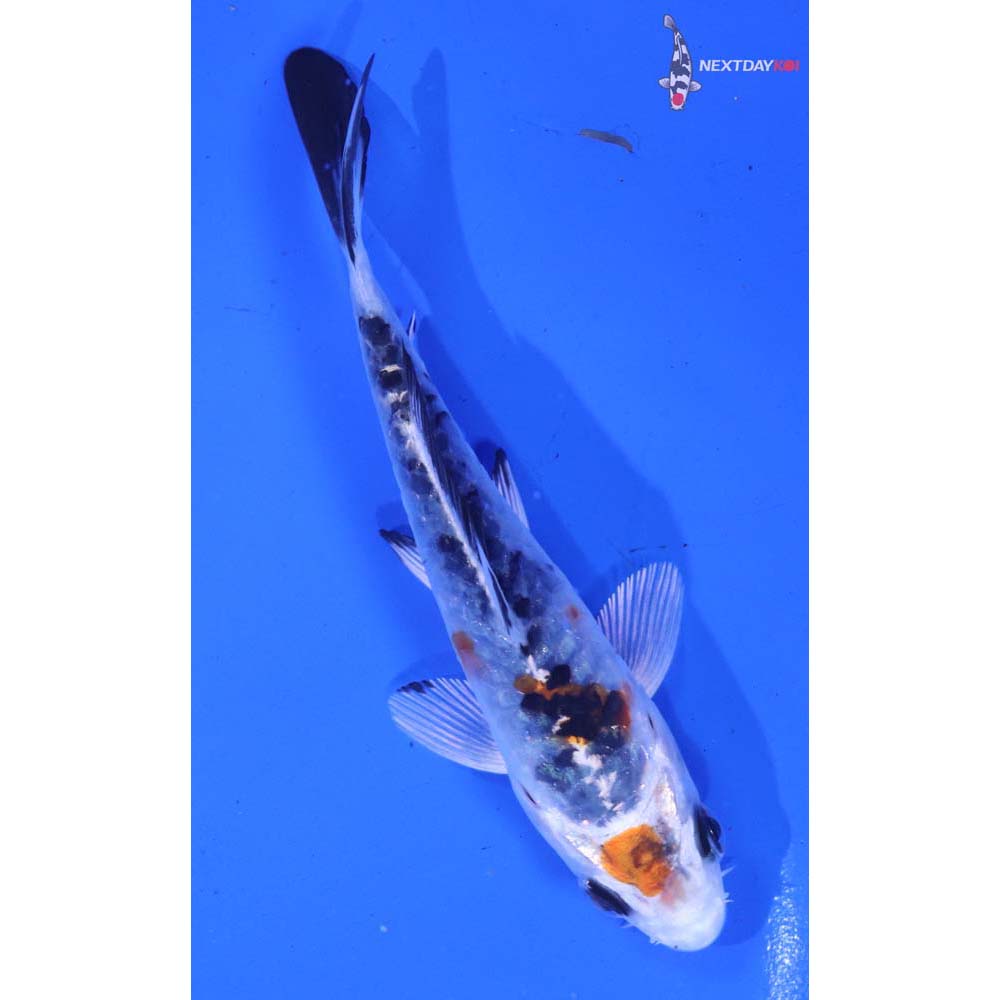 4” Imported Armor Scaled Yamato Nishiki